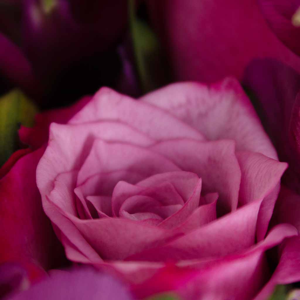 product-image-Vase of 15 Purple Roses - Velvet Petals 