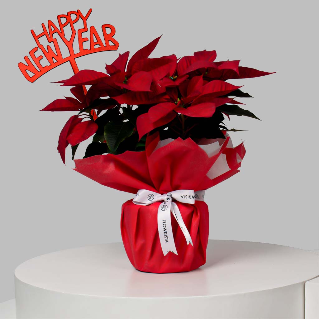 product-image-Scarlet Poinsettia Brilliance