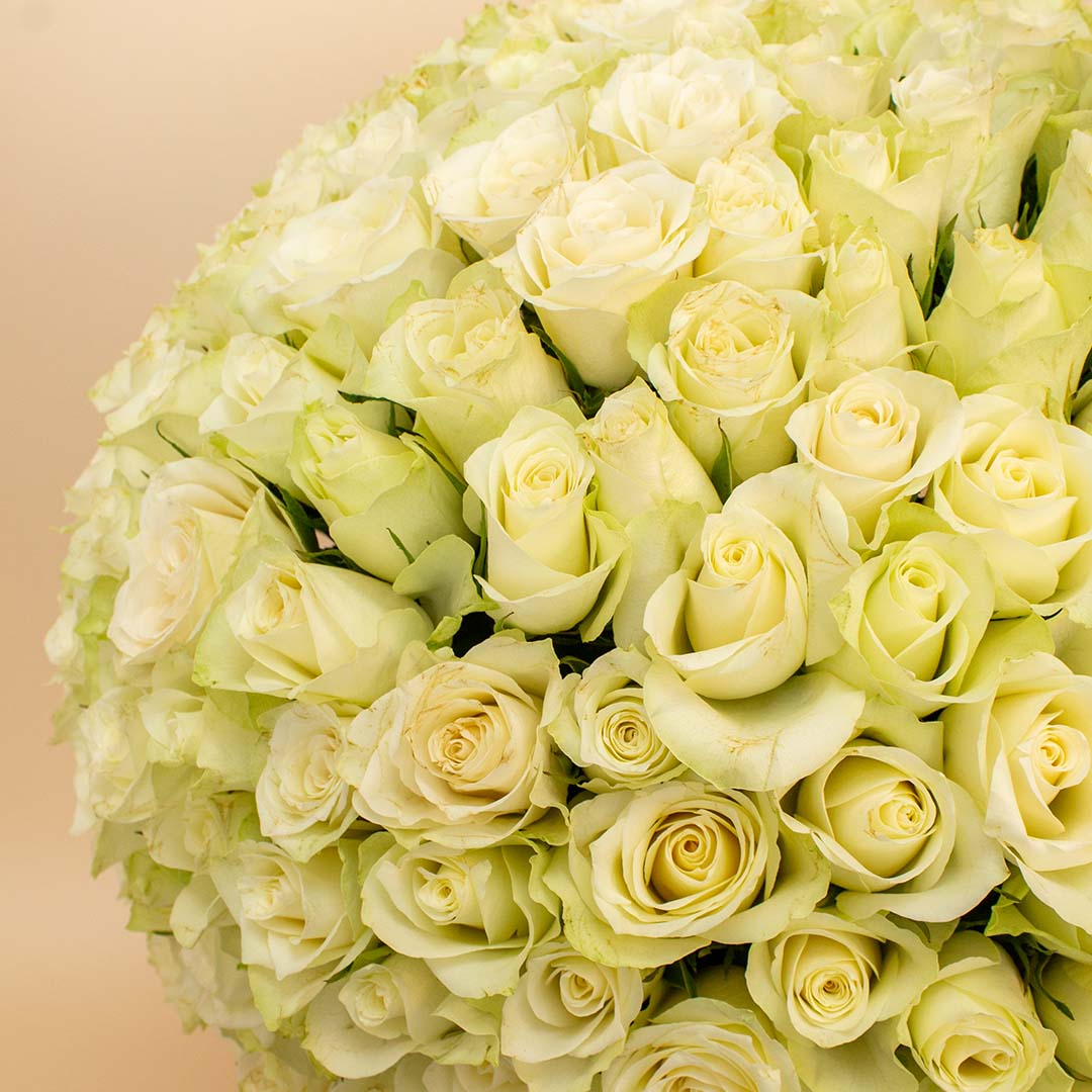product-image-Flowrista White Rose Box - 250 Stems