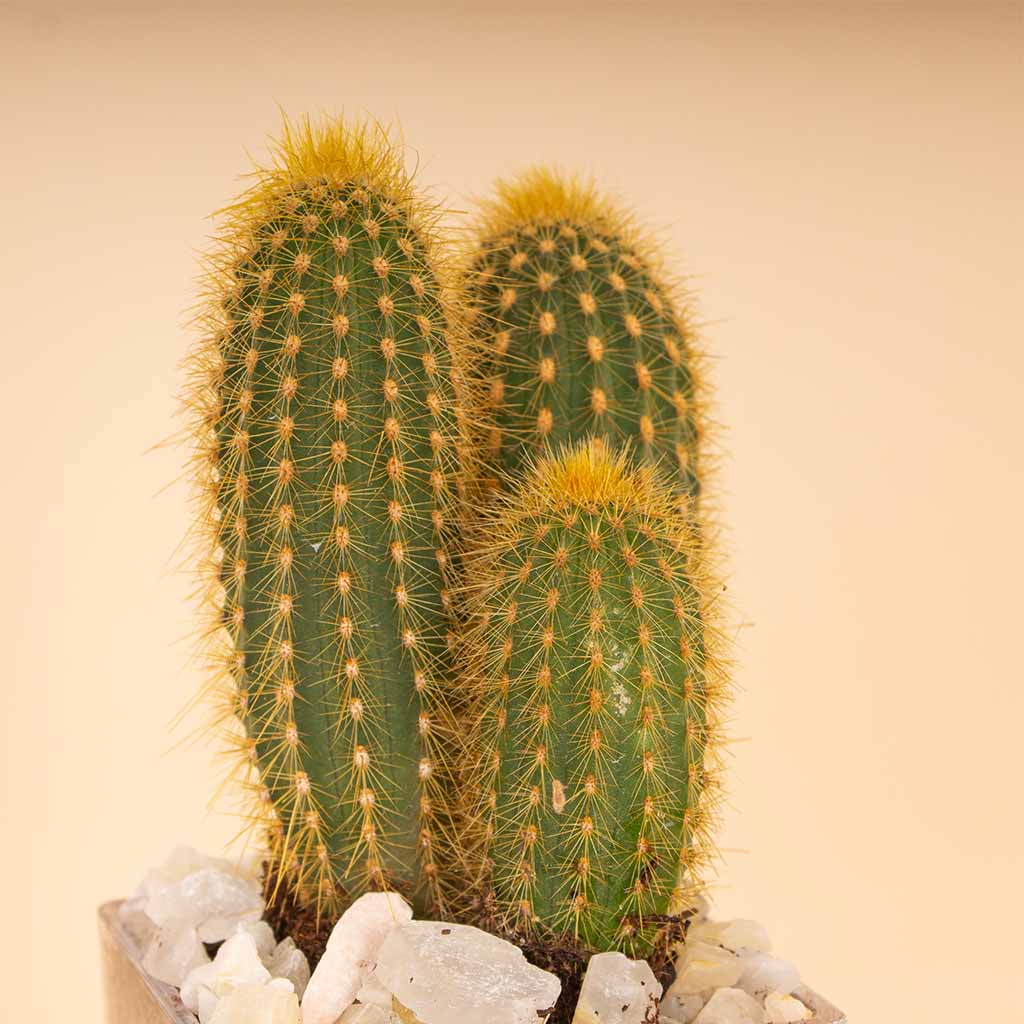 product-image-Cactus Vase