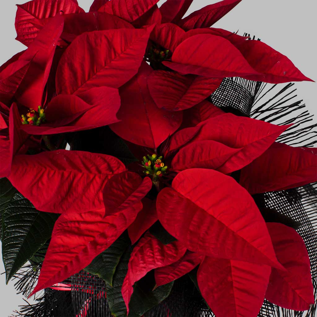 product-image-Merry Poinsettia Magic