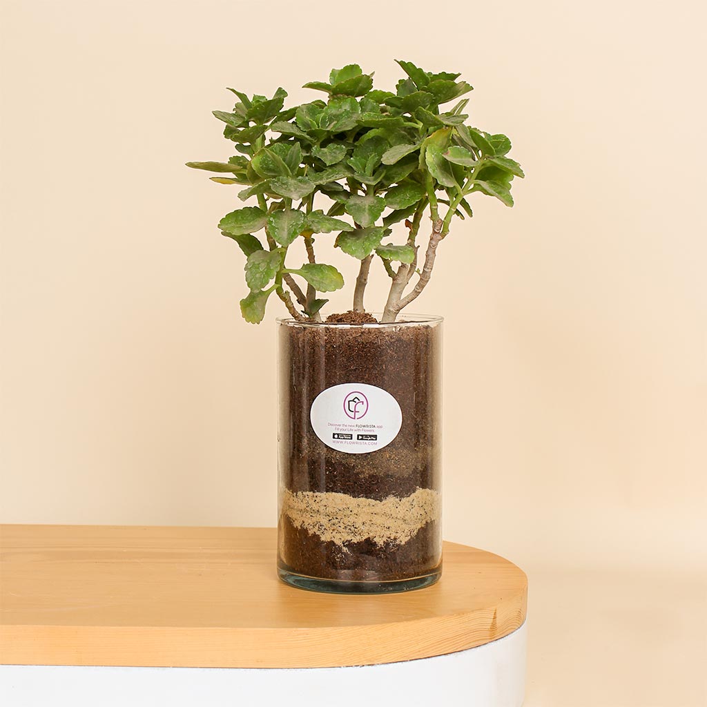 Flowrista Online Flowers Shop Green Elegance Vase