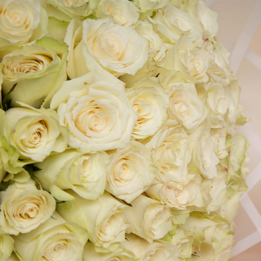 product-image-50 white roses