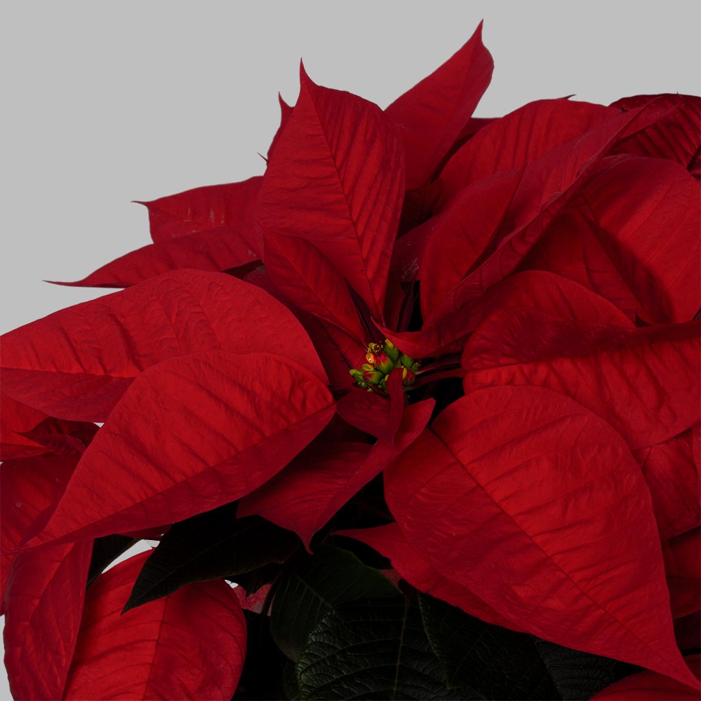 product-image-Scarlet Poinsettia Brilliance