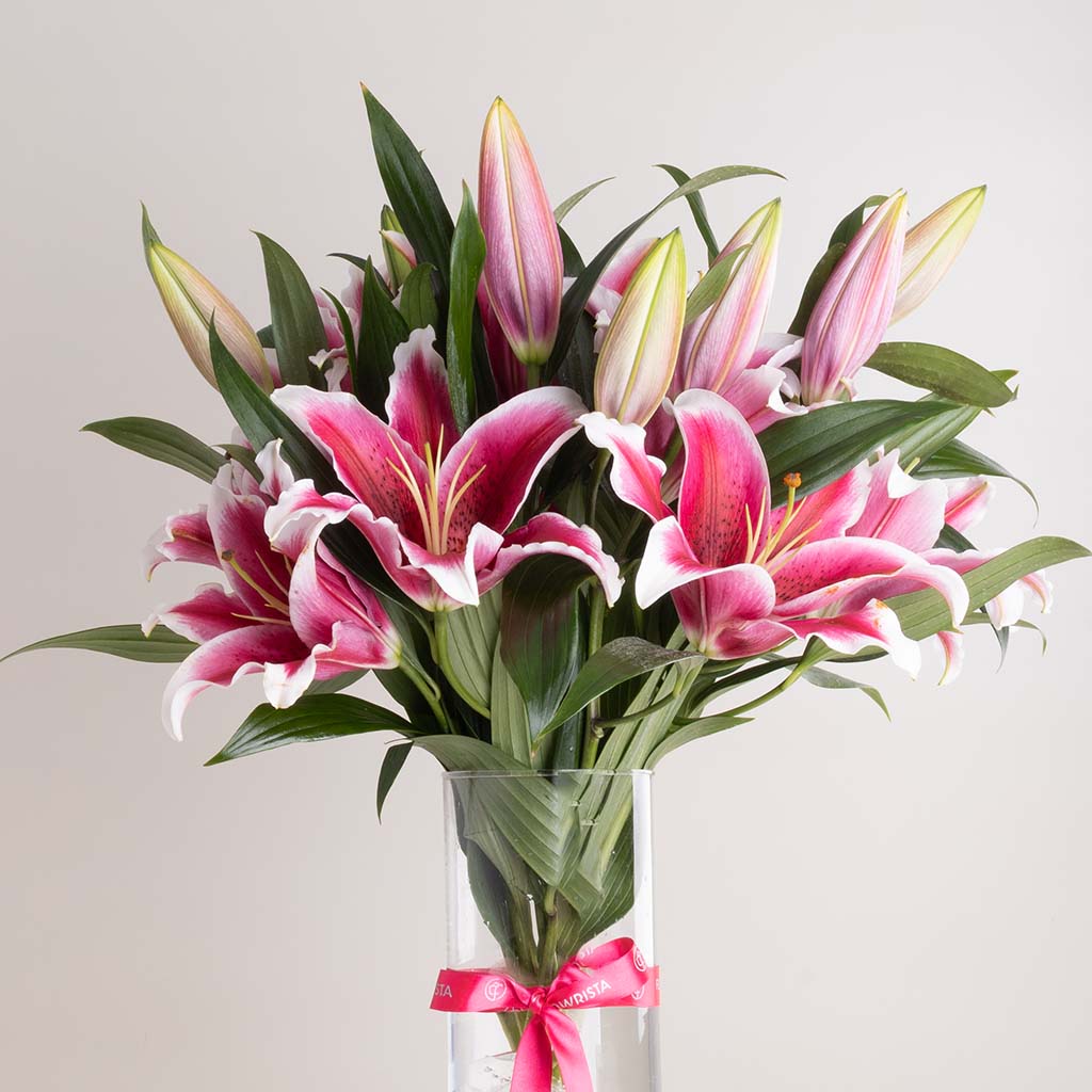 product-image-مزهرية روزيه ستارغيز
