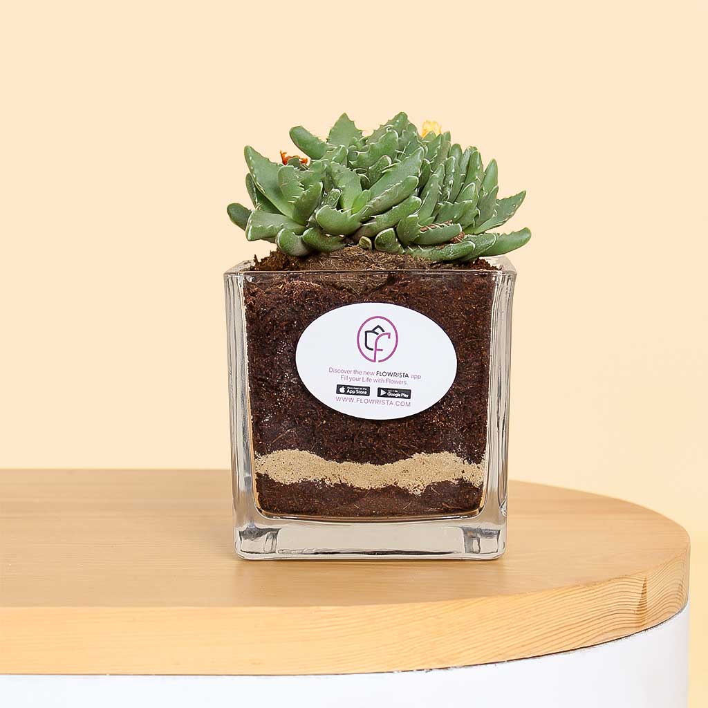 Flowrista Online Flowers Shop Star of Nature Vase