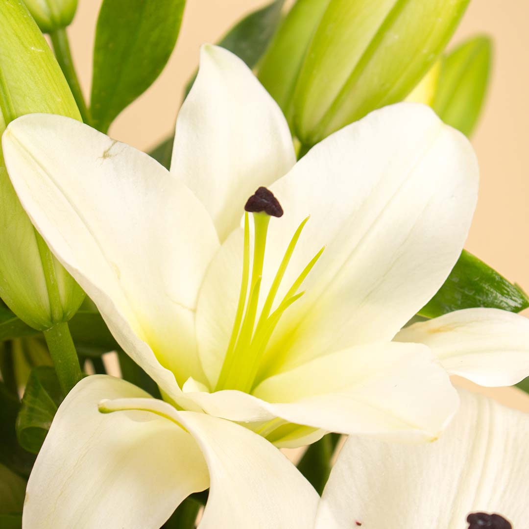 product-image-Graceful White Lily Vase