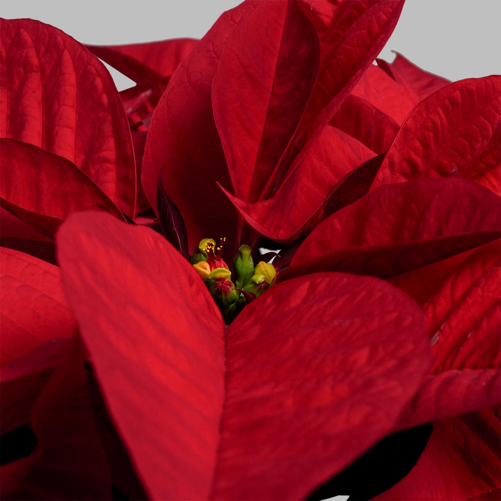 product-image-Scarlet Poinsettia Brilliance