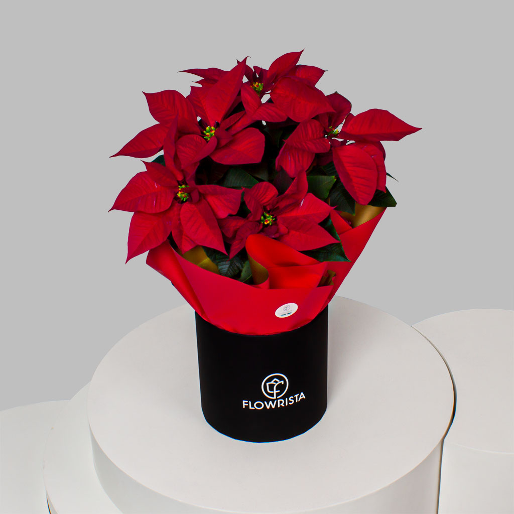 product-image-Royal Poinsettia Majesty