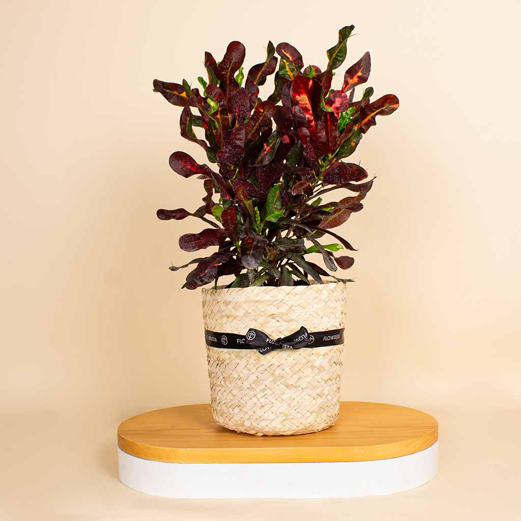 Flowrista Online Flowers Shop Croton Nature’s Touch