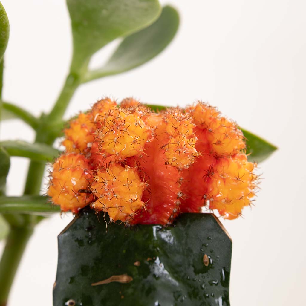product-image-فازة واحة الصحراء