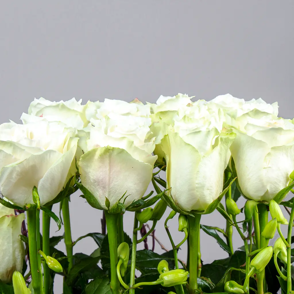 product-image-Peaceful Amour