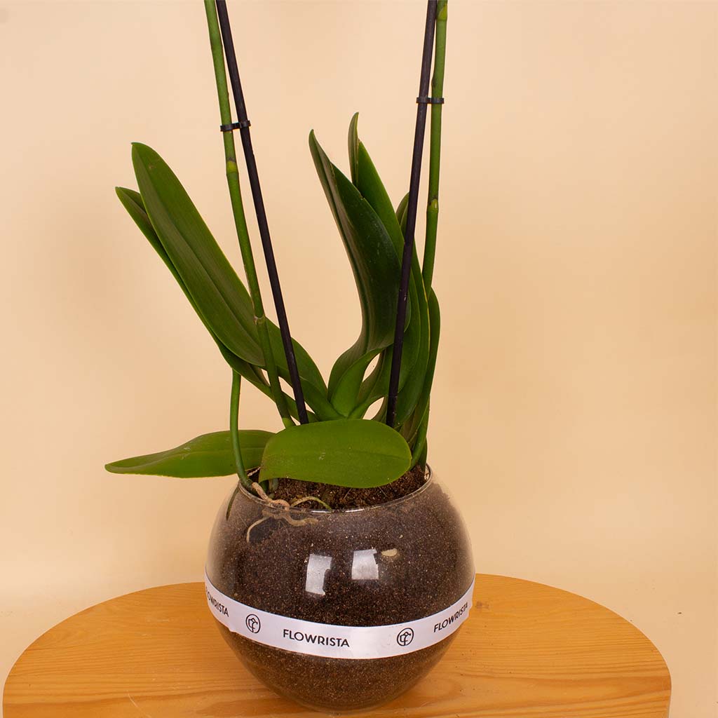 product-image-Flowrista | White Phalaenopsis Orchid Plant