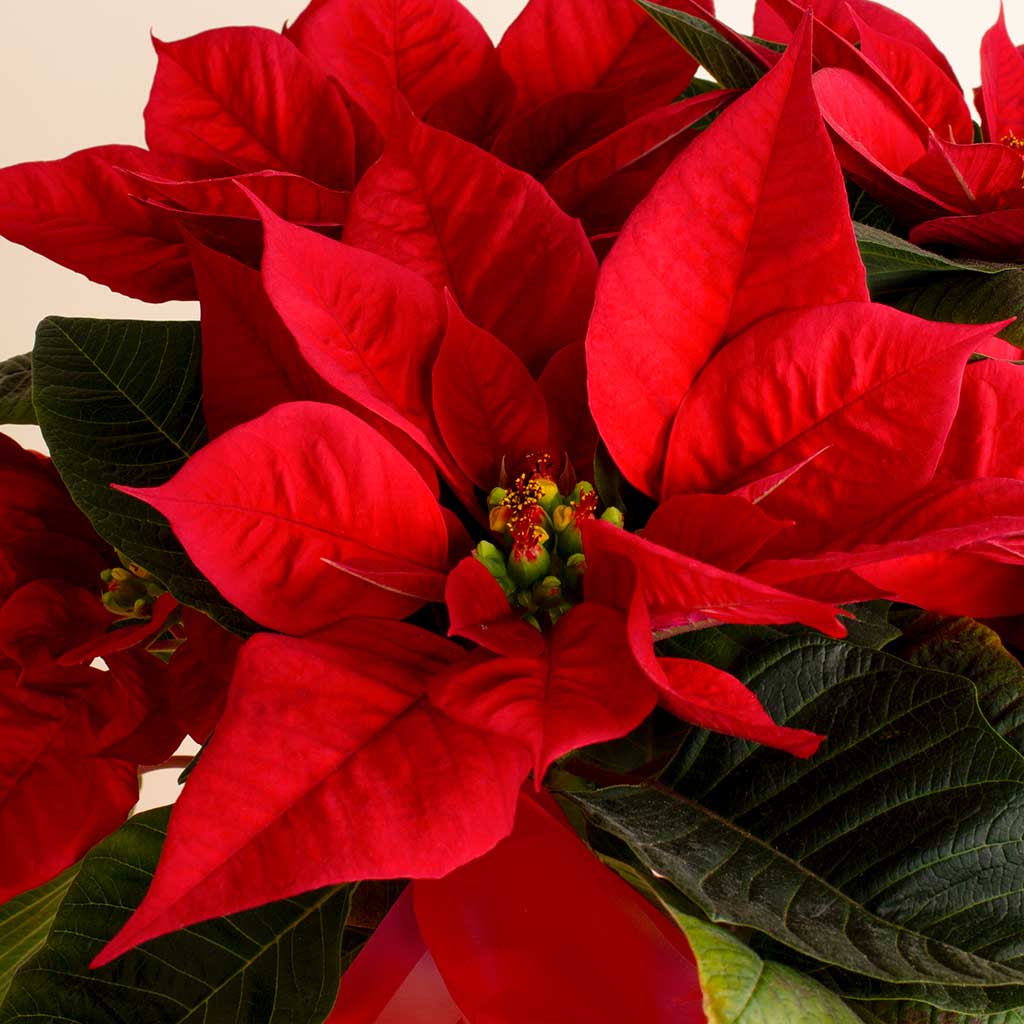 product-image-New Year Elegant Poinsettia Vase