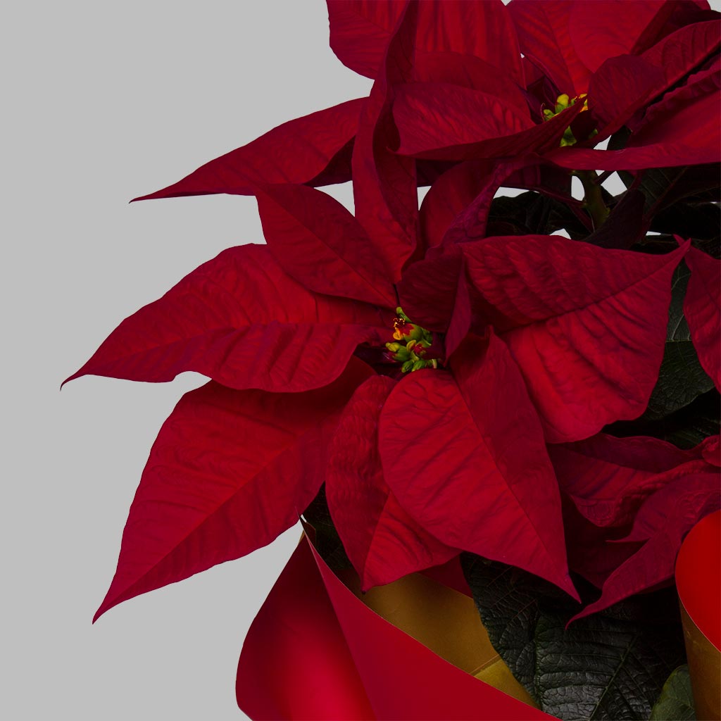 product-image-Royal Poinsettia Majesty
