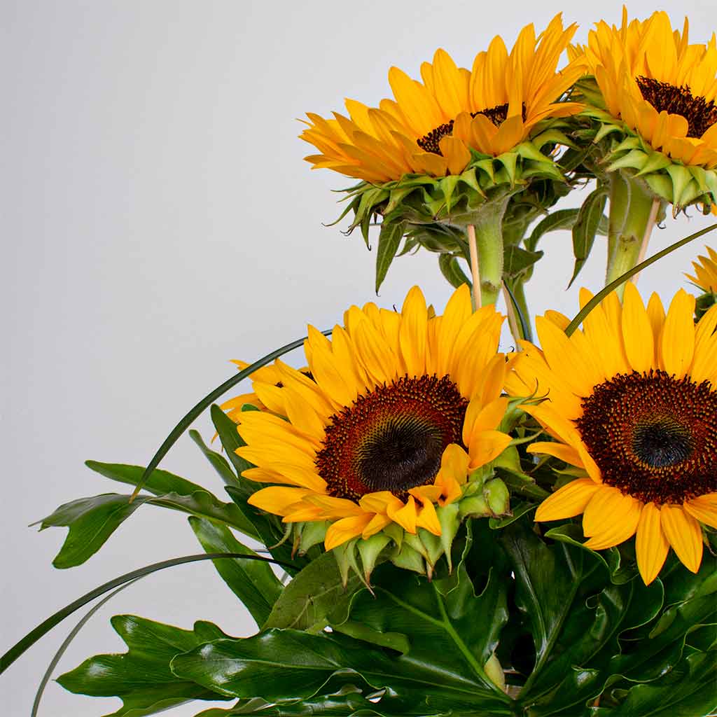 product-image-Flowrista | Sunflower Vase – 10 Stems