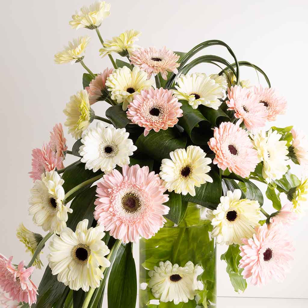 product-image-Blush Gerbera Cascade