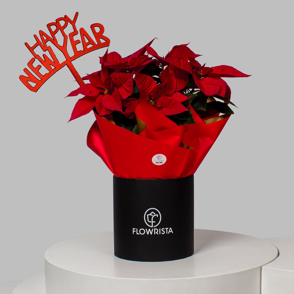 Flowrista Online Flowers Shop Royal Poinsettia Majesty