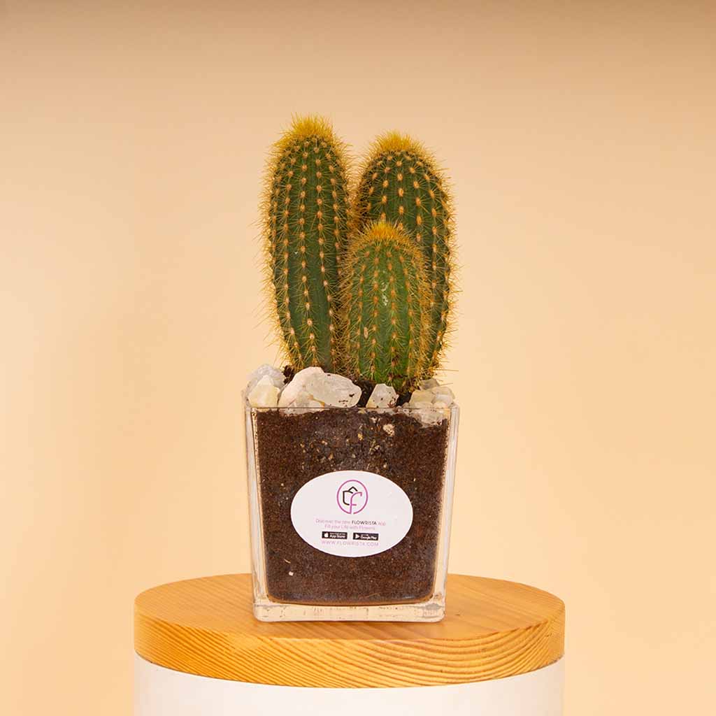 product-image-Cactus Vase