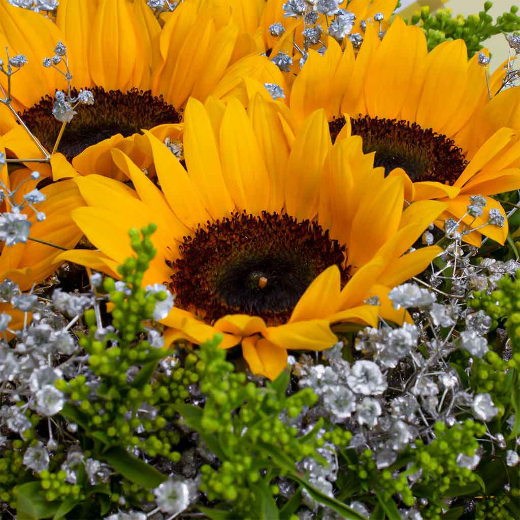product-image-Dazzling Sunflower Bouquet