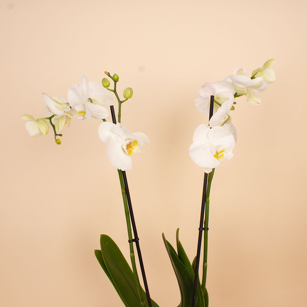 product-image-Flowrista | White Phalaenopsis Orchid Plant