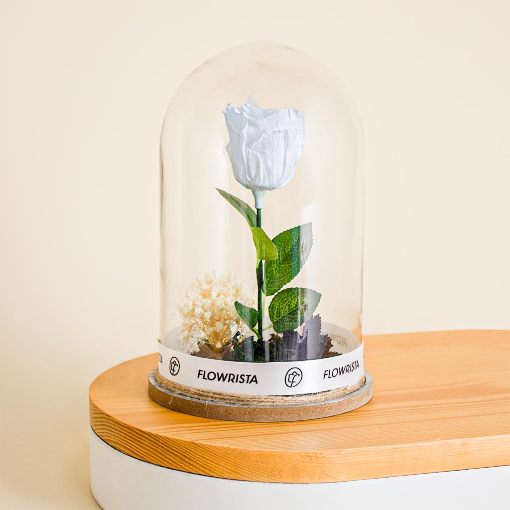 Flowrista Online Flowers Shop White eternity rose