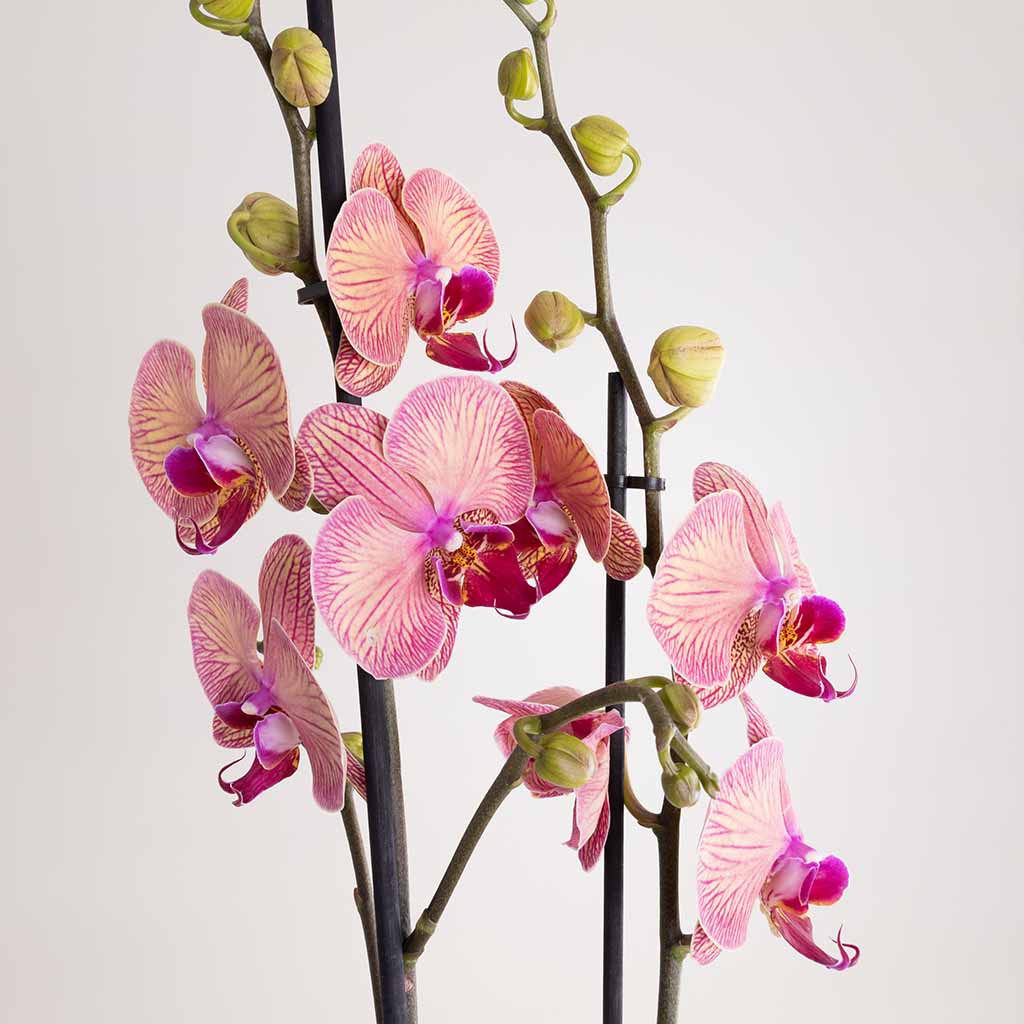 product-image-Pink Phalaenopsis Orchid Plant