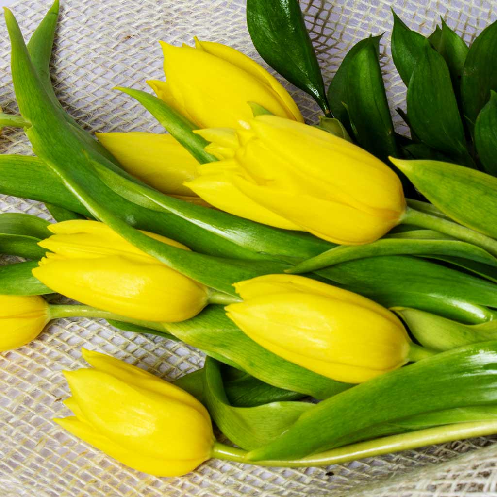 product-image-Yellow Tulips Bouquet