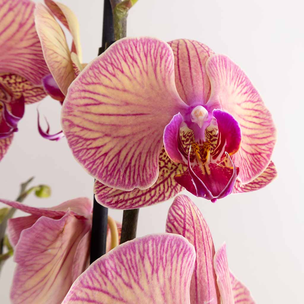 product-image-Pink Phalaenopsis Orchid Plant