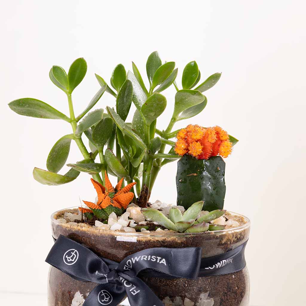 product-image-فازة واحة الصحراء