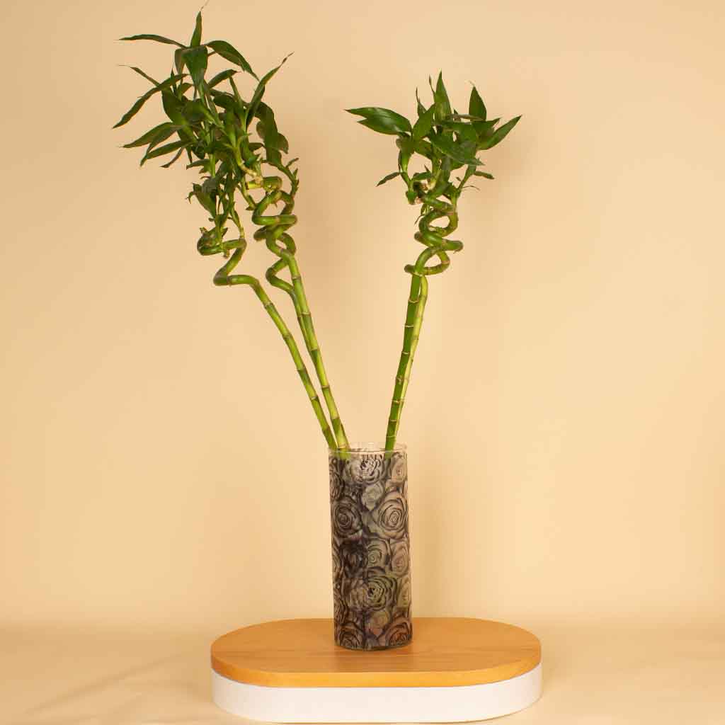 Flowrista Online Flowers Shop Bamboo 