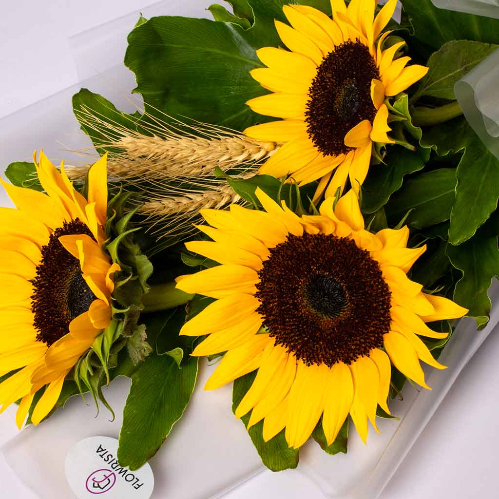 product-image-قبلة الشمس