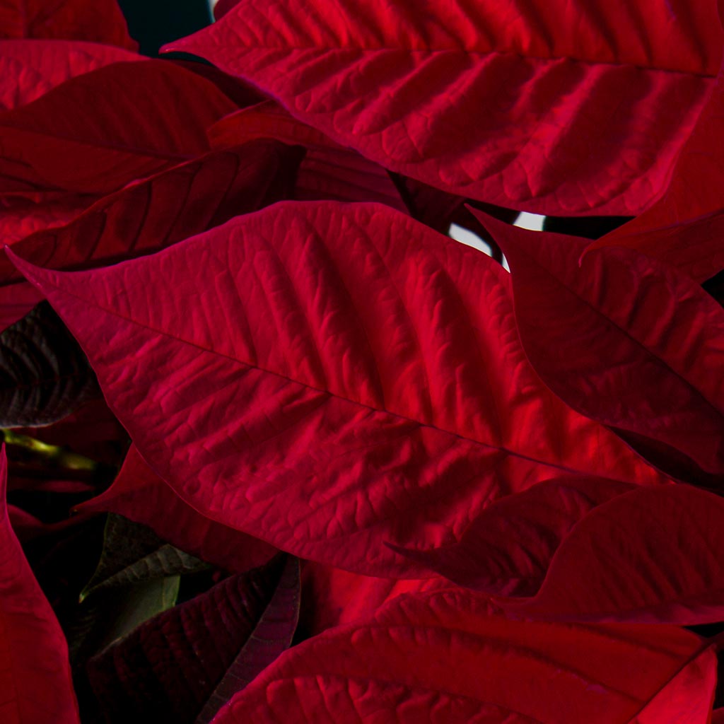 product-image-Royal Poinsettia Majesty