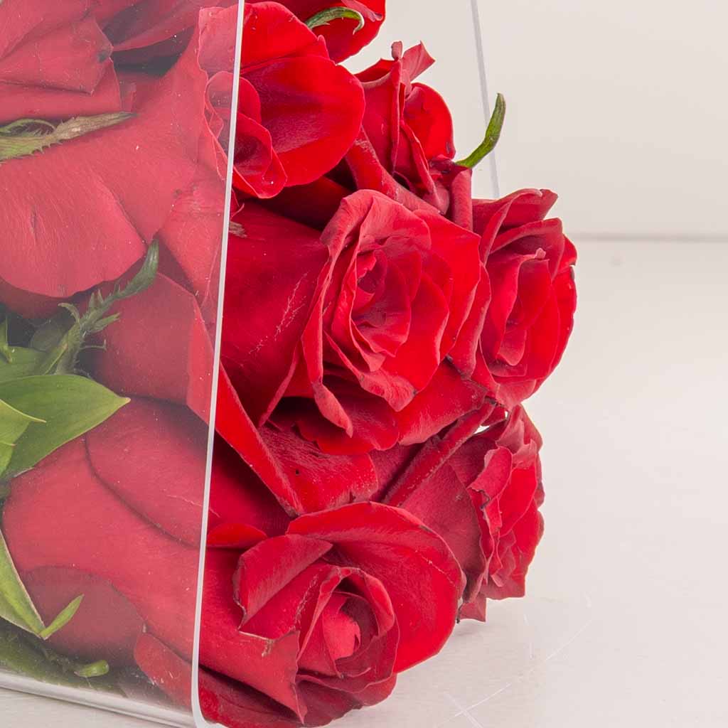 product-image-سويزا ريد بلوم