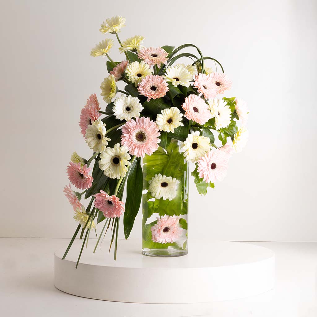 Flowrista Online Flowers Shop فازة بلاش جيربيرا كاسكيد