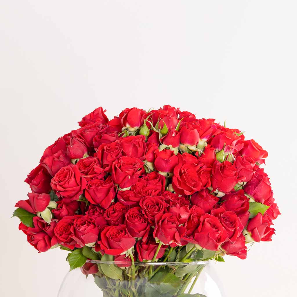 product-image-Red Baby Roses Vase - 30 Stems