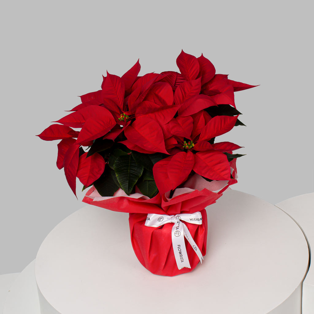 product-image-Scarlet Poinsettia Brilliance