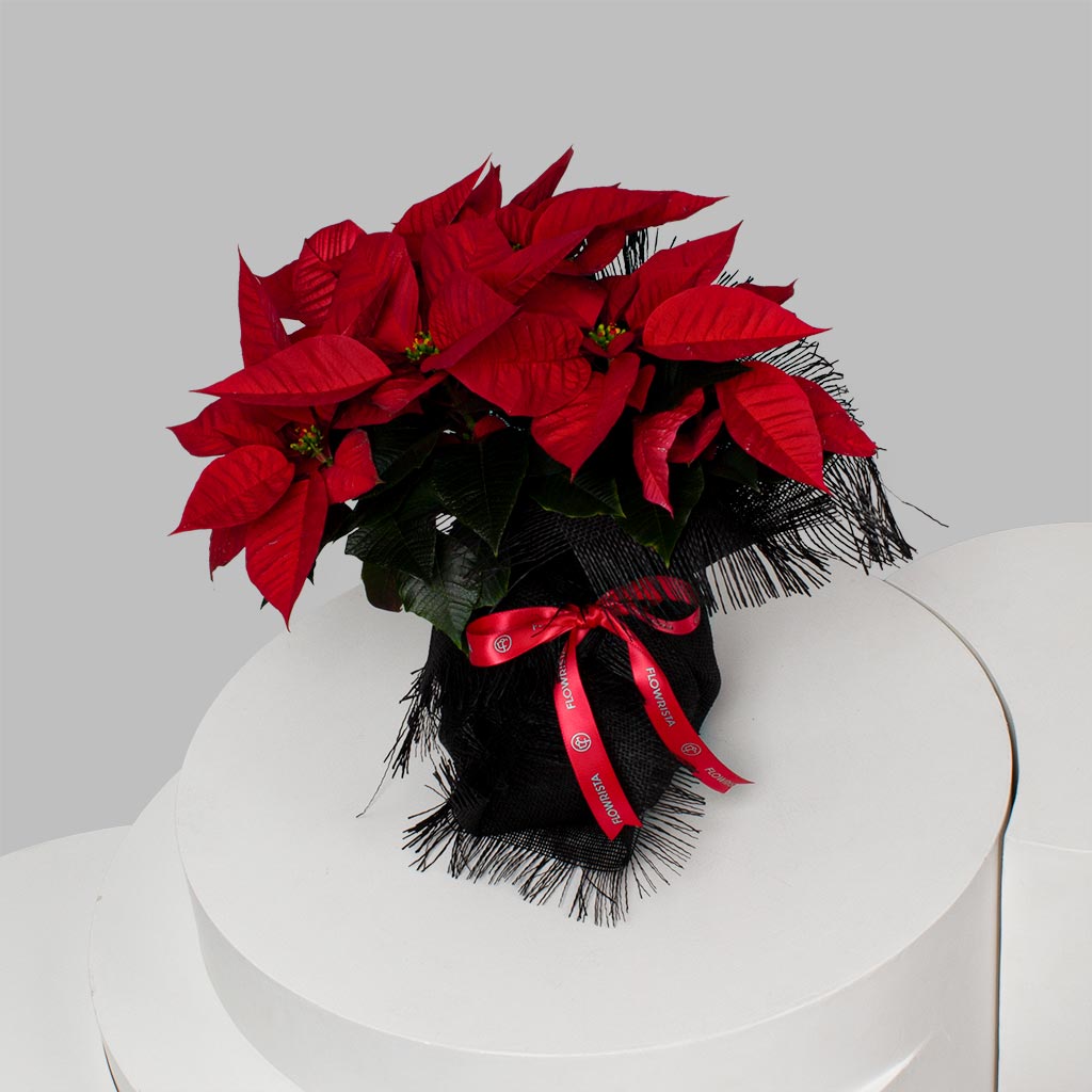 product-image-Merry Poinsettia Magic