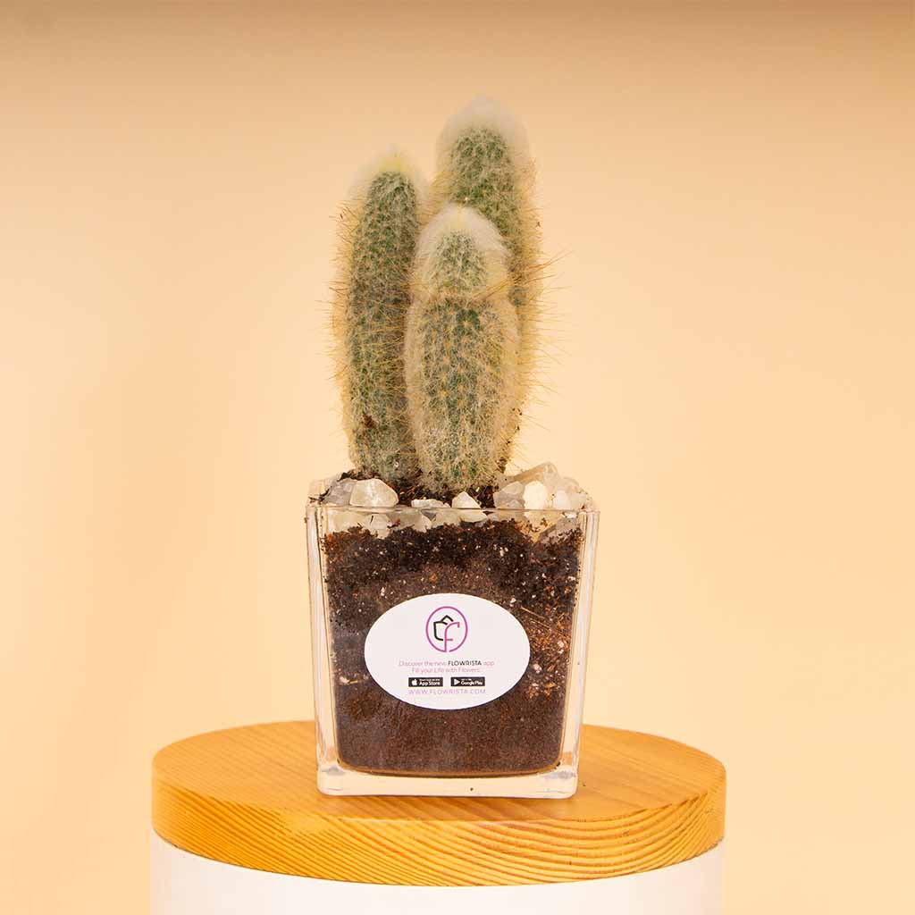 Flowrista Online Flowers Shop Cactus Vase - White