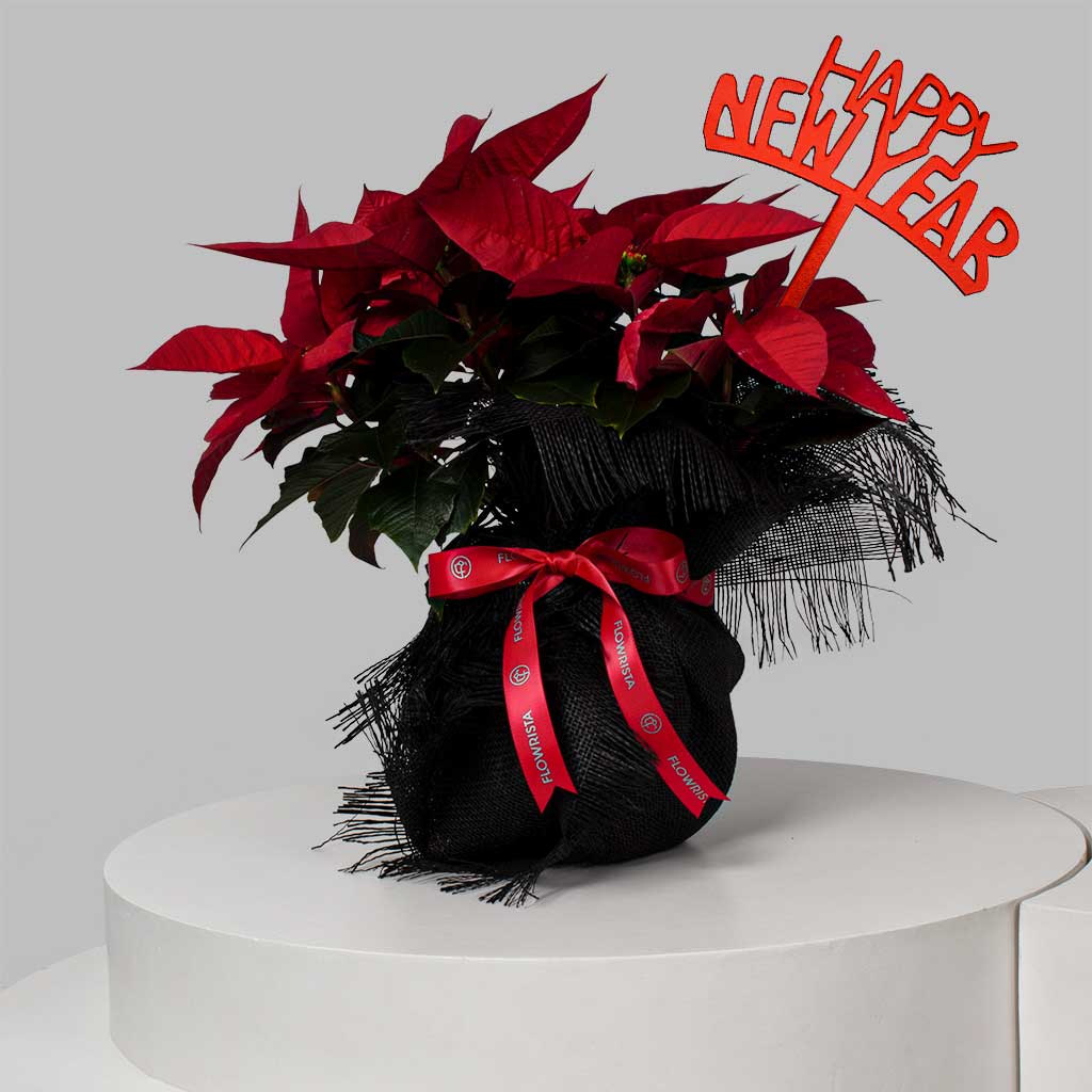 product-image-Merry Poinsettia Magic