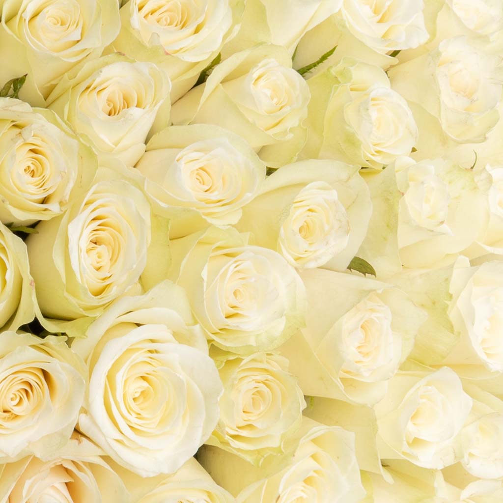 product-image-100 White Roses bouquet