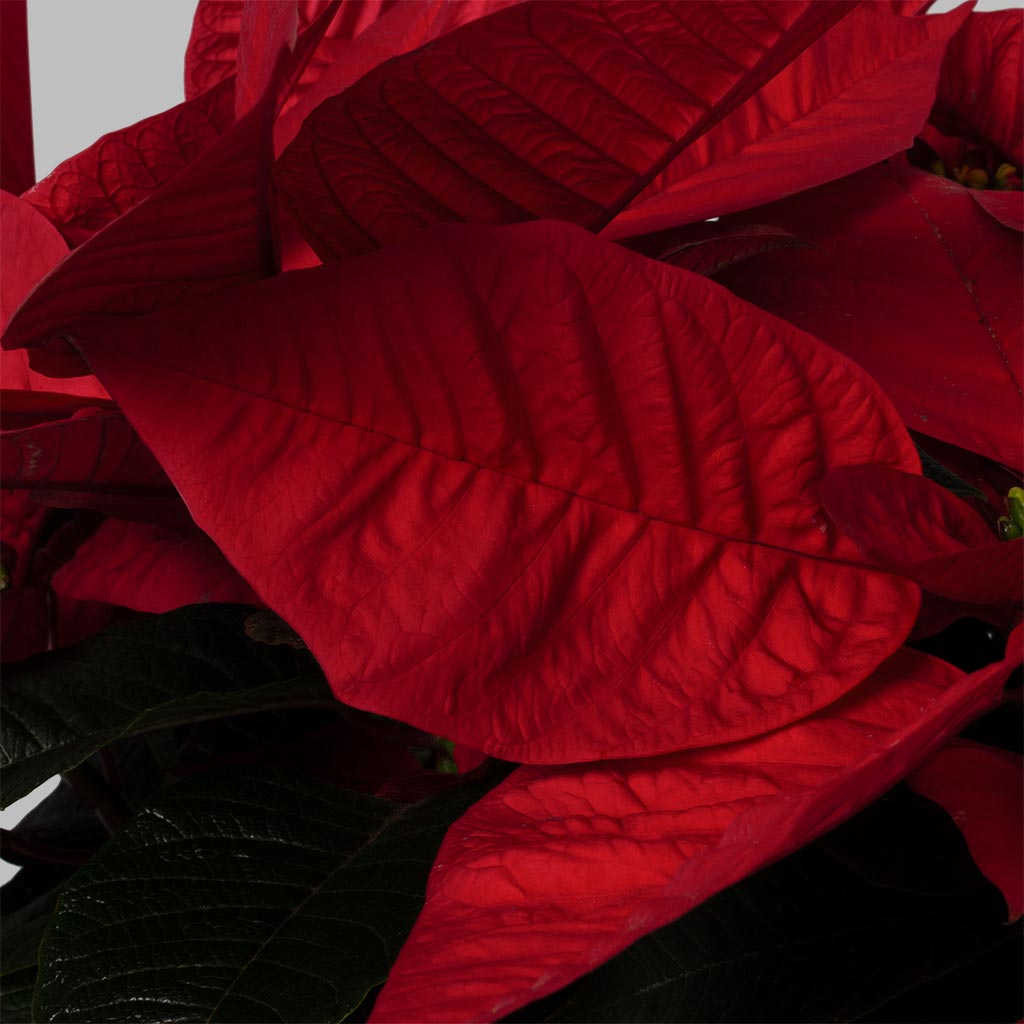 product-image-Merry Poinsettia Magic