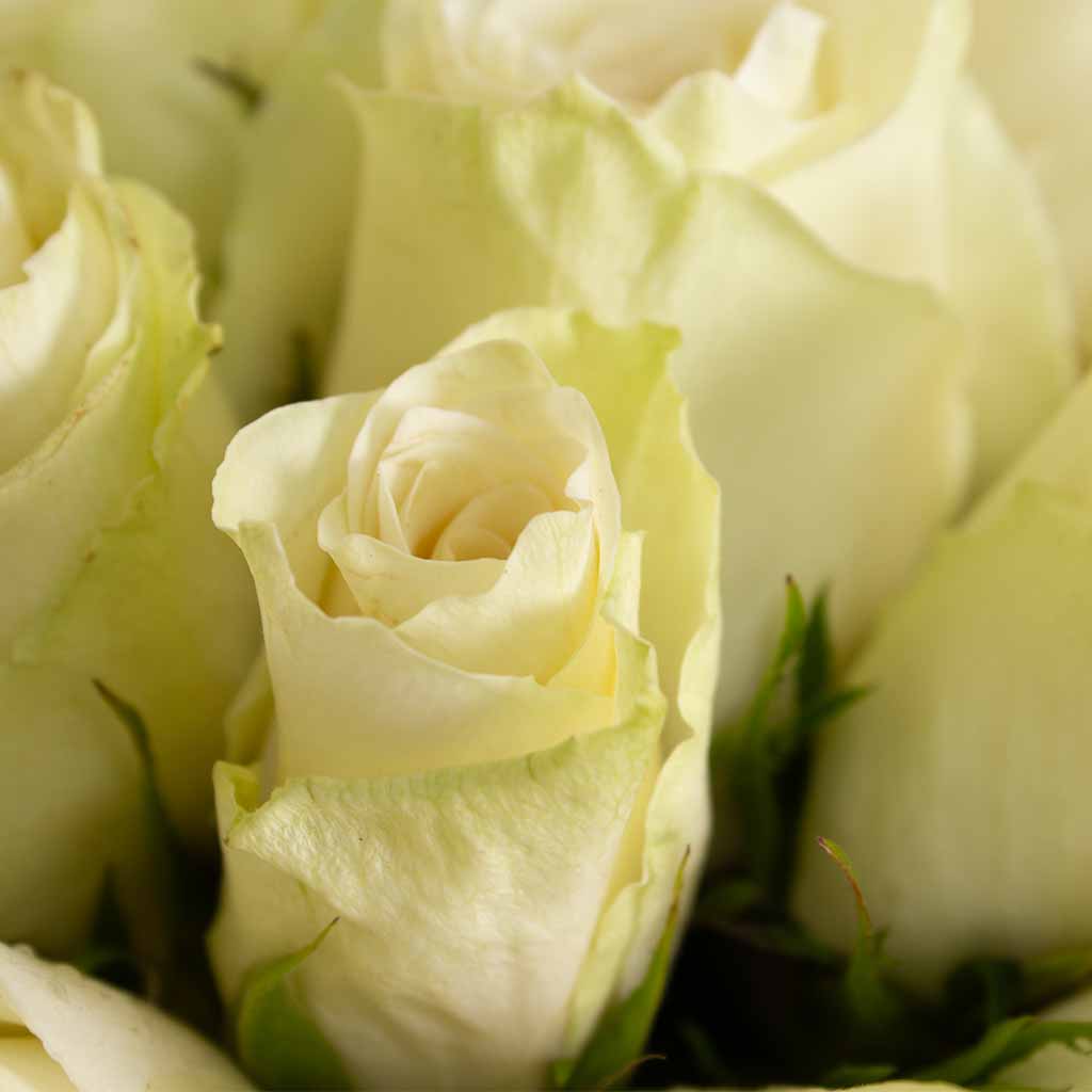product-image-White Roses Vase