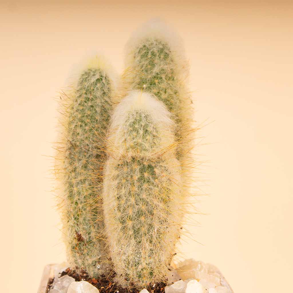 product-image-Cactus Vase - White