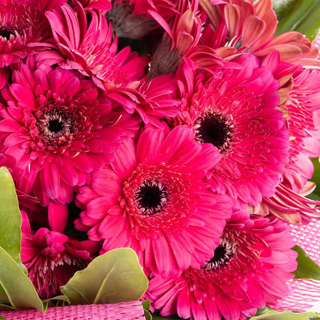 product-image-Fuchsia Gerbera Bouquet