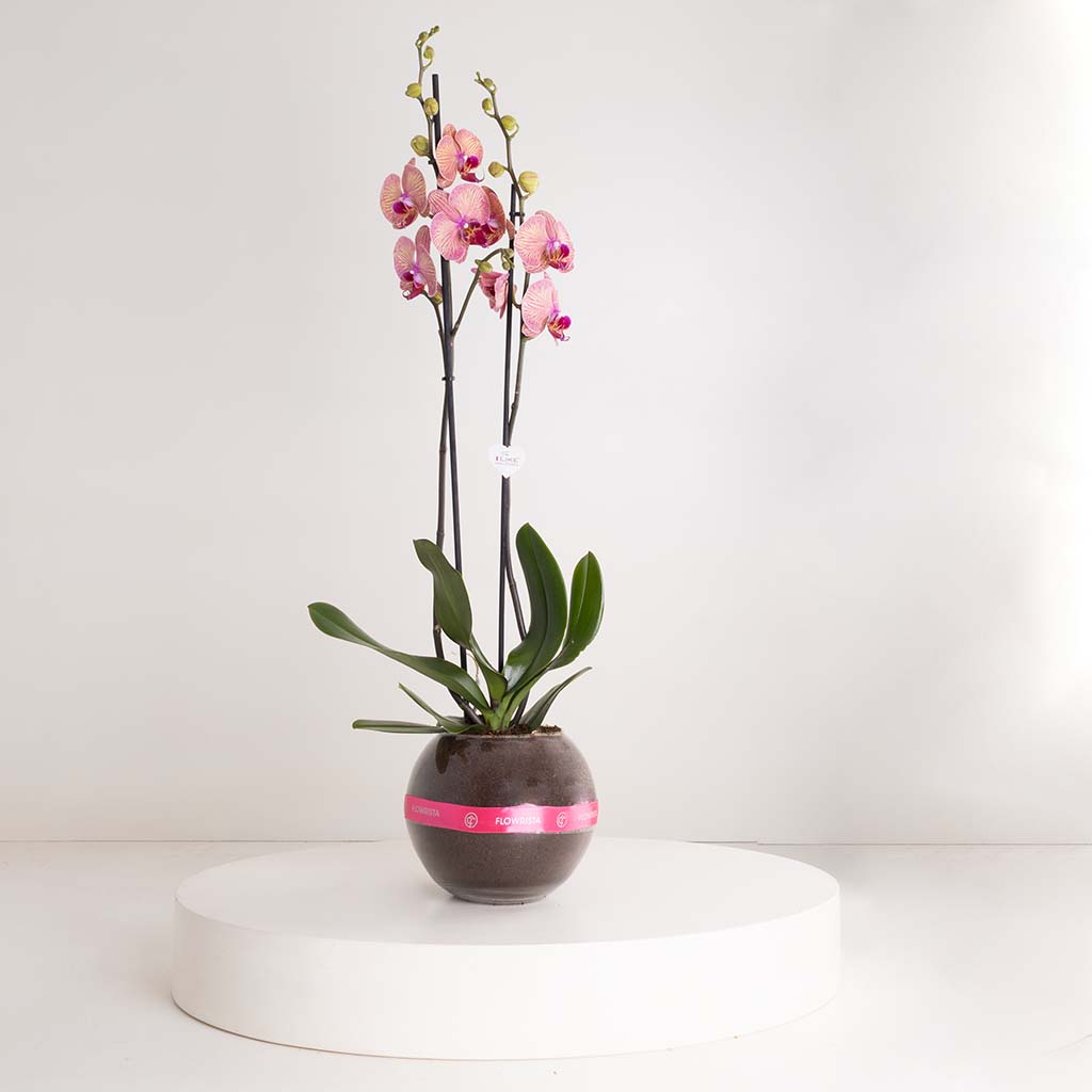Flowrista Online Flowers Shop نبتة أوركيد فالاينوبسيس وردية