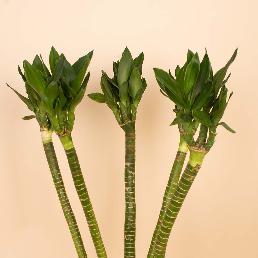 product-image-Lotus Bamboo Vase