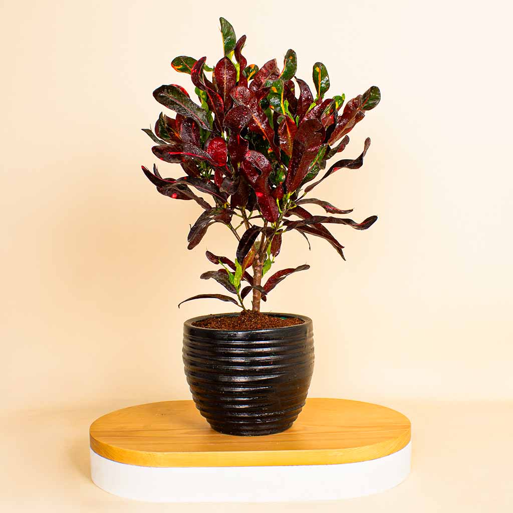 product-image-Croton Plant in Handcrafted Clay Vase - Natural Elegance
